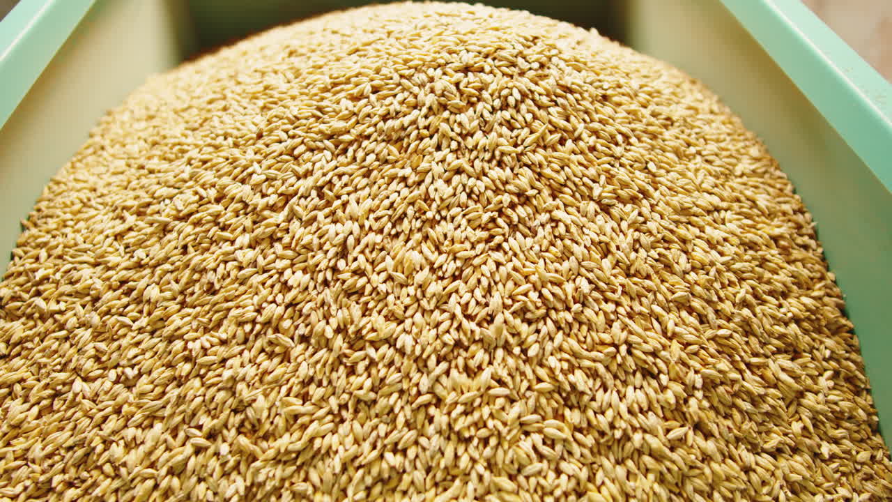 Craft beer production factory, brewery manufacture. Barley malt grains in conveyor close-up. Brewing, cooking alcohol in metal vats bottles