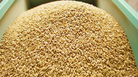 craft beer production factory, brewery manufacture. barley malt grains in conveyor close-up. brewing, cooking alcohol in metal vats bottles