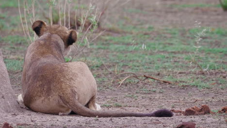 back view of a lioness roaring and lying on the field in nxai pan, botswana - close up shot