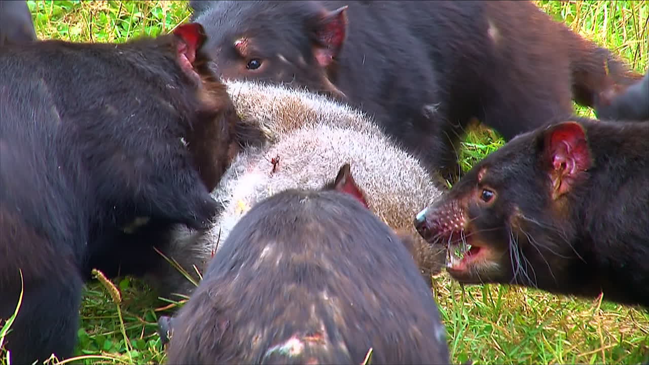 태즈메이니아 데블은 미친 듯이 먹이를 먹이로 삼습니다.