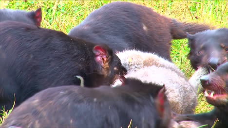 Los-Demonios-De-Tasmania-Desgarran-Brutalmente-A-Sus-Presas-En-Un-Frenesí-De-Alimentación