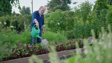 elderly man waters green plants in garden boxes, wide frontal slo-mo