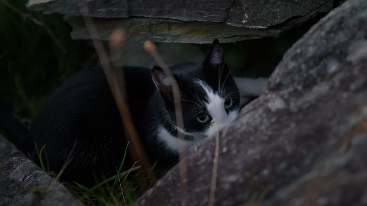 Domestic cat exploring rocks outside