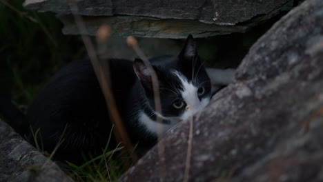 domestic cat exploring rocks outside