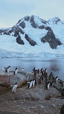 penguins and mountains in antarctica, gentoo penguin colony and antarctica wildlife and animals on antarctic peninsula, vertical nature video for social media, instagram reels and tiktok