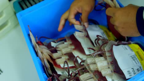 laboratory technician arranging blood bags in a tray 4k