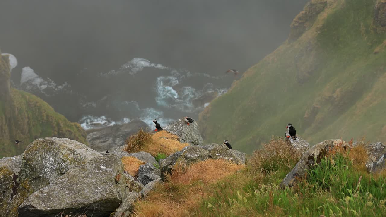 대서양 파핀 (fratercula arctica) 은 룬데 섬 (노르웨이) 의 바위 위에 있습니다.