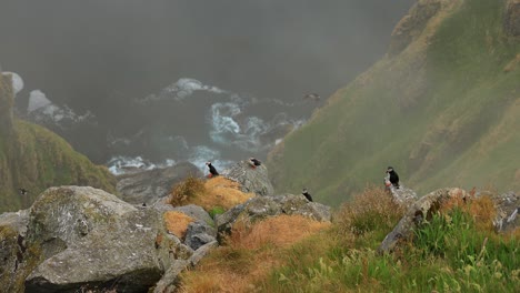 Atlantic-puffin-(Fratercula-arctica),-on-the-rock-on-the-island-of-Runde-(Norway).