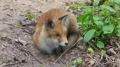 Cute-red-fox-cub-stands-in-the-grass-and-looks-at-the-camera