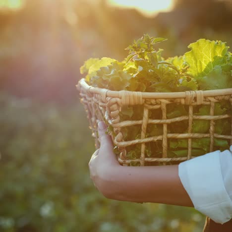 granjero lleva una cesta de hierbas y ensalada en un campo 1