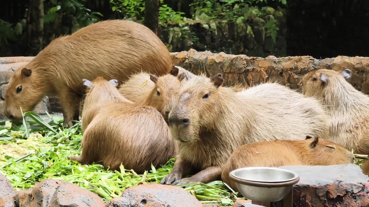 capíbaras en un recinto del zoológico