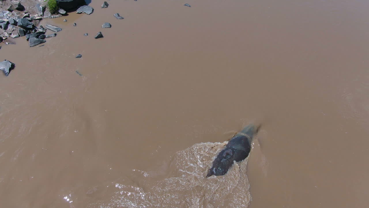 세렝게티의 강에서 하마의 드론 샷