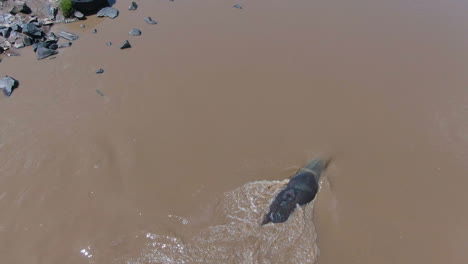 drone shot of hippopotamus in the river in serengeti