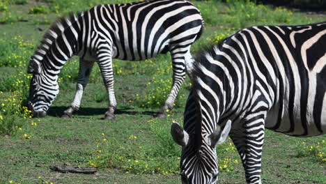 zoological-park-of-France,-zebras-eat-in-a-flowery-meadow