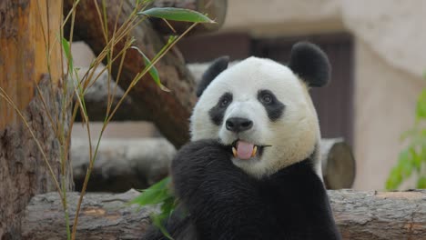 el panda gigante (ailuropoda melanoleuca) también conocido como el oso panda o simplemente el panda, es un oso nativo del sur de china central.