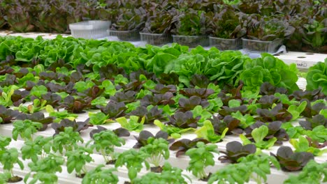 green leafy lettuce plants in an hydroponic growing setting