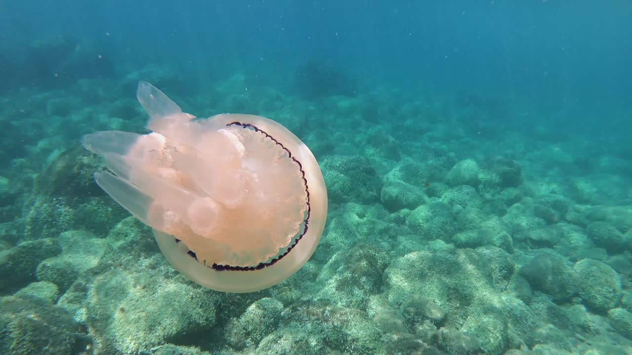 Underwater Jellyfish in Rocky Seabed
