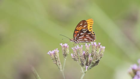 Clow-Motion-Primer-Plano-De-Una-Mariposa-De-La-Pasión-Bebiendo-De-Flores-Silvestres-Y-Despegando