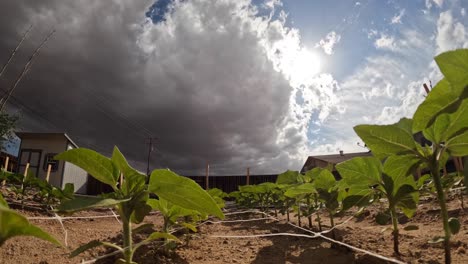 Eine-Dramatische-Wolkenlandschaft-über-Dem-Garten-Im-Hinterhof---Zeitraffer-Für-Aufsteigende-Bewegungen-Im-Niedrigen-Winkel