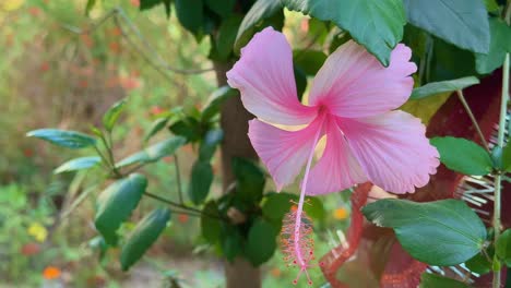 closeup of light pink hibiscus flower