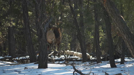 wild elk seen behind trees near mather campground