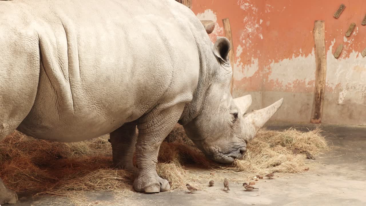 코 ⁇ 소 는 그 주위 의 새 들 과 함께 잔디 를 먹으려고 한다