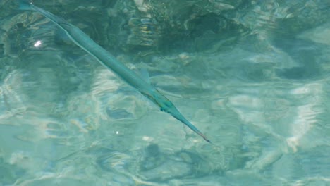 Nahaufnahme-Von-Needlefish-Long-Tom-Fischen-Im-Seichten-Kristallklaren-Meerwasser-Vor-Einer-Abgelegenen-Tropischen-Insel-In-Raja-Ampat,-West-Papua,-Indonesien