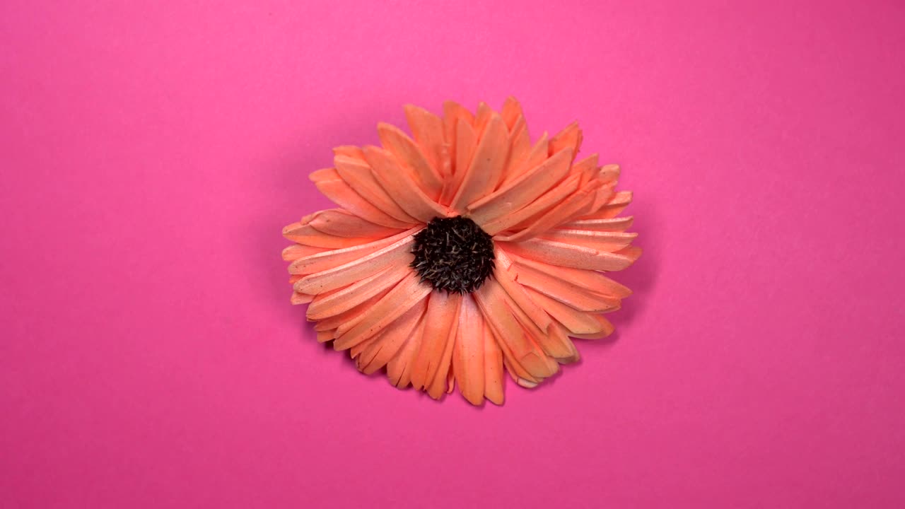 hermosa flor de margarita roja girando rápidamente sobre un fondo rosado giratorio.