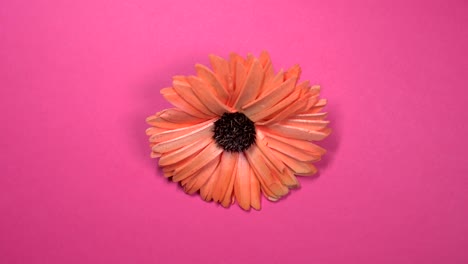 hermosa flor de margarita roja girando rápidamente sobre un fondo rosado giratorio.