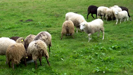 Plano-Medio-De-Ovejas-De-Granja-Siendo-Alimentadas