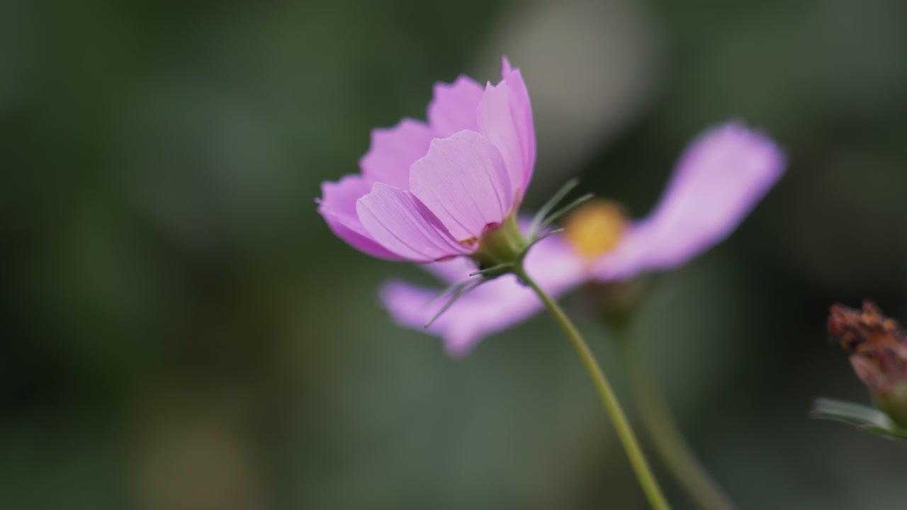 Nærbilde av en rosa kosmosblomst som svaier forsiktig i brisen