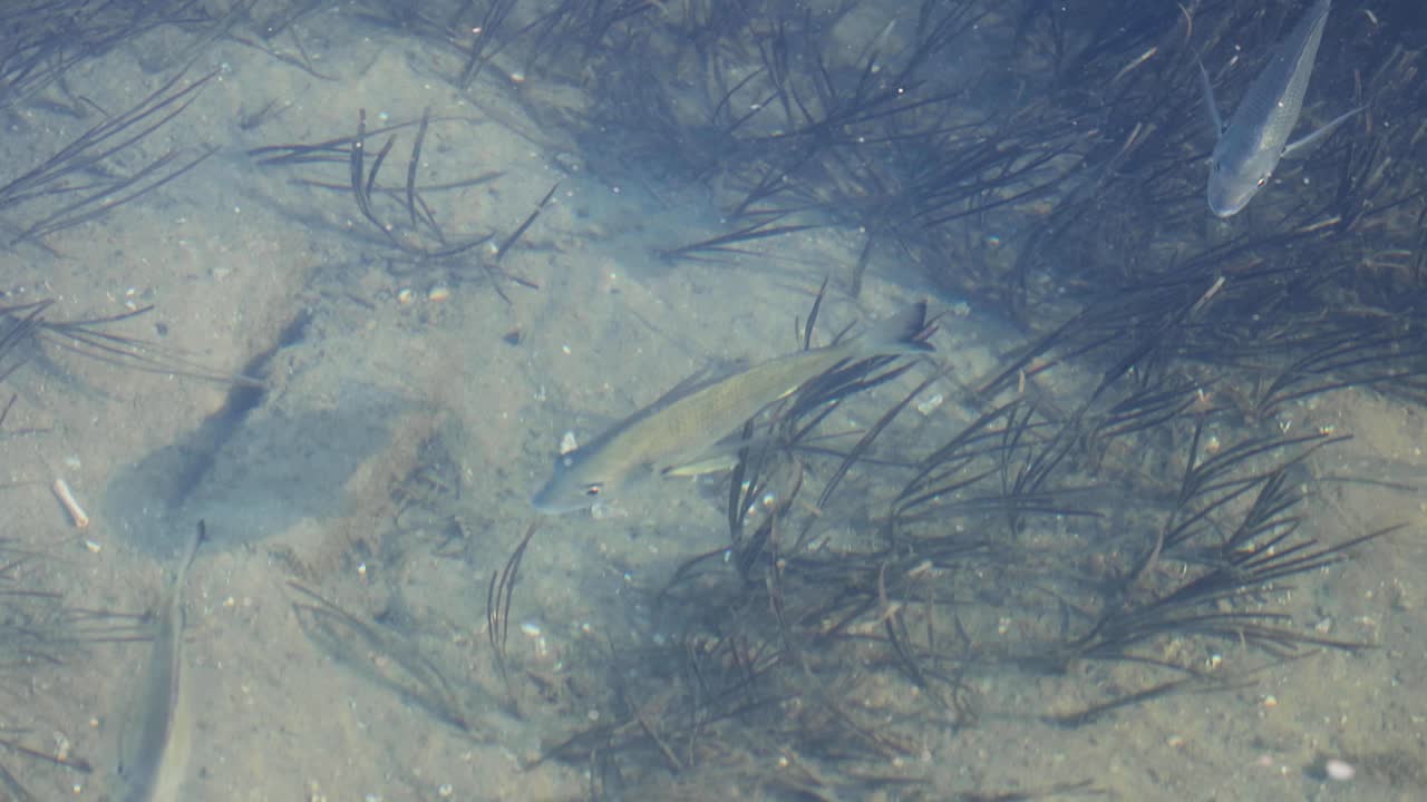 peces nadando entre las hierbas marinas en aguas claras