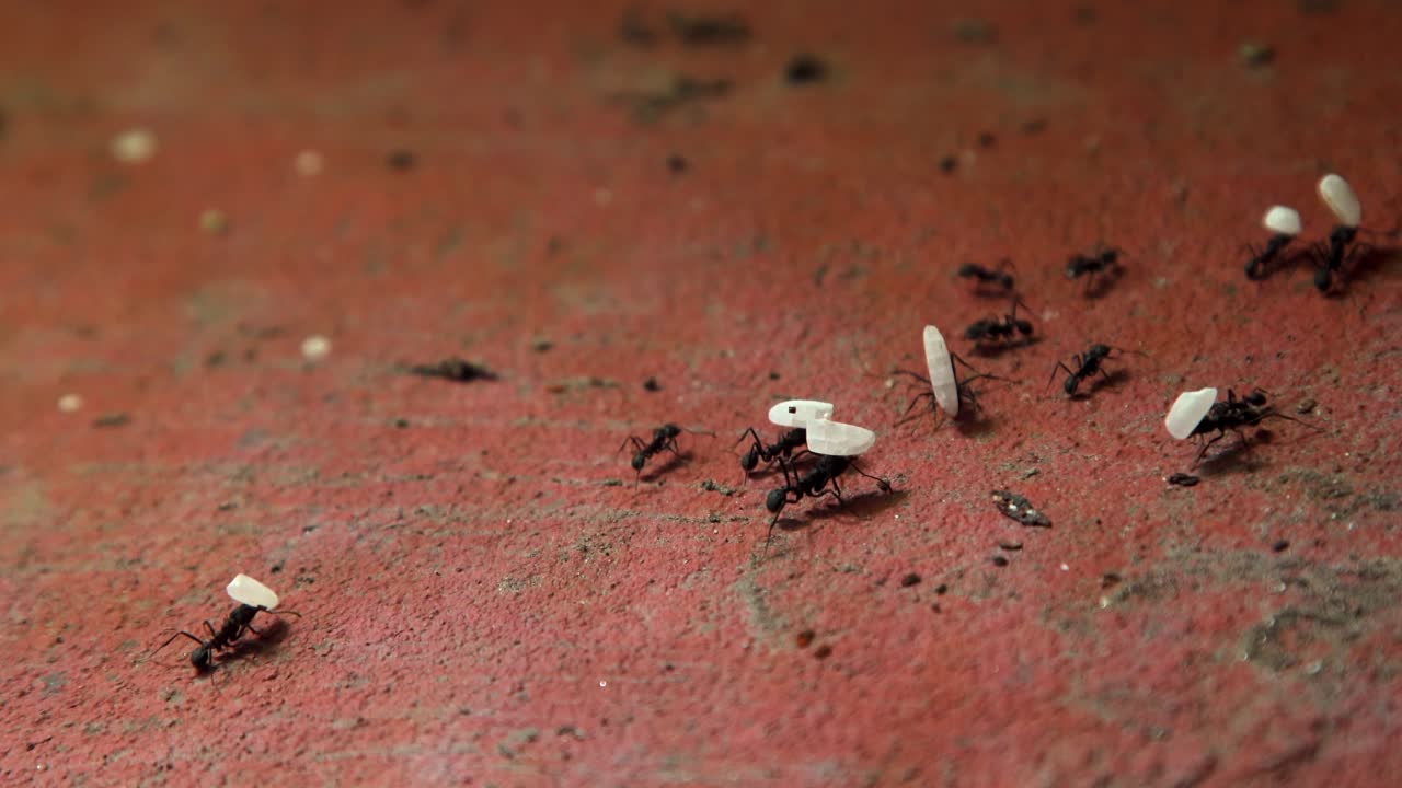 cientos de hormigas caminando por el suelo de hormigón en la ciudad mientras llevan granos de arroz en fila hacia su hormiguero