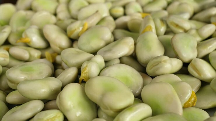 rotating broad beans green fresh turning round