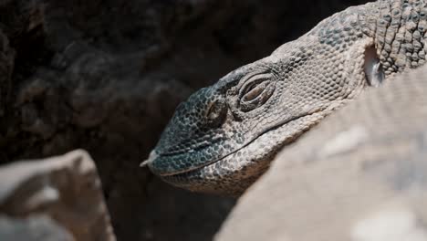 primer plano de la cabeza del lagarto monitor en la roca calentándose bajo el sol, el ojo se cierra y se abre