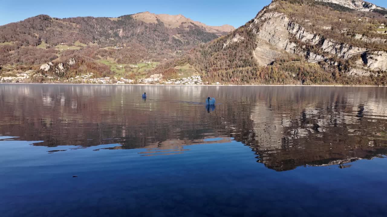 Swans on Walensee lake Walen Switzerland mountains backdrop water reflection Swiss alpine