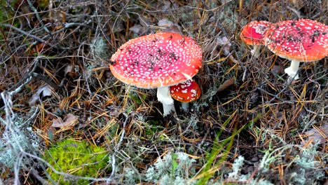 Close-Up-Shot-Of-Fly-Agaric-Mushroom-Known-Also-As-Fly-Amanita,-Letonia