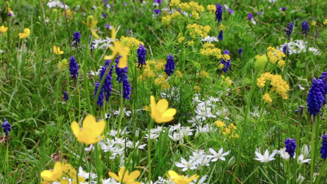 Mix of different wildflowers in a field