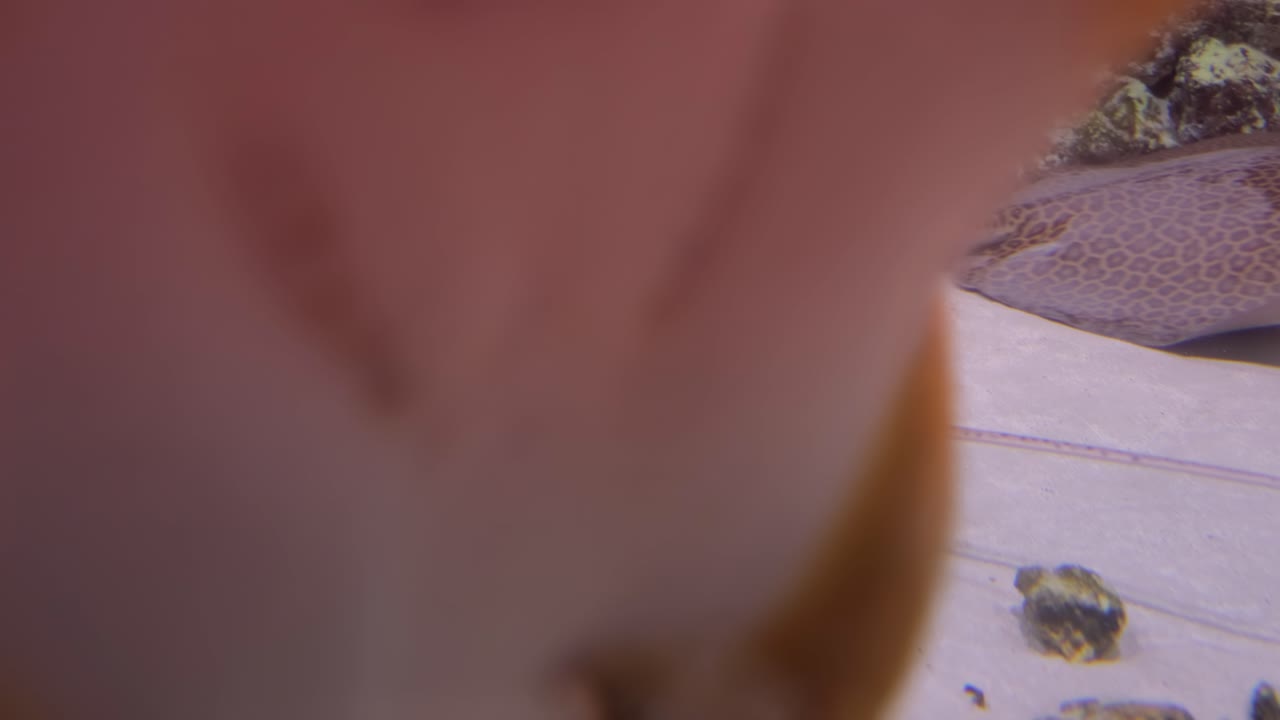 rayas bajo el agua. las rayas son un grupo de rayas marinas, que son peces cartilaginosos relacionados con los tiburones.