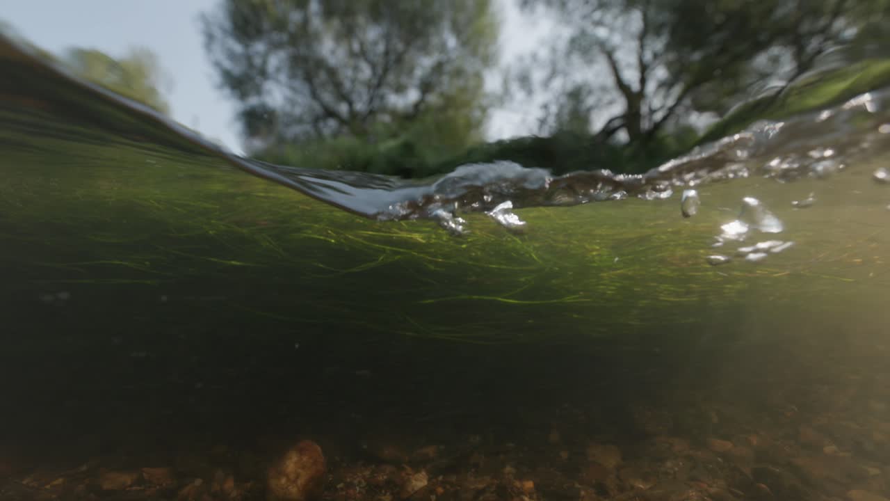 Underwater view of a river with algae and stones