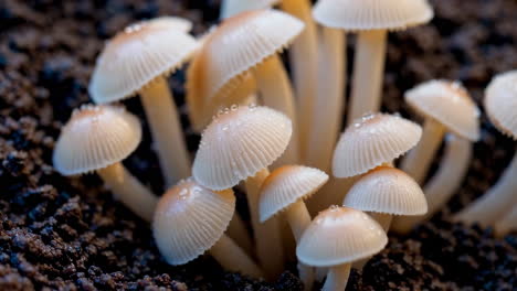 close-up of small mushrooms with water droplets on dark soil