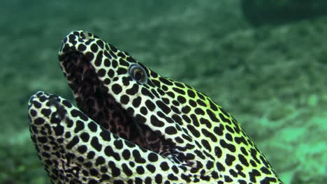 Face-of-black-spotted-moray-eel