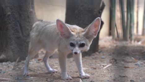 cámara de tiro de seguimiento de mano mirando a través de la jaula capturando zorro fennec curioso, vulpes zerda olfateando y caminando por el área en el entorno cerrado en el parque de vida silvestre langkawi, malasia
