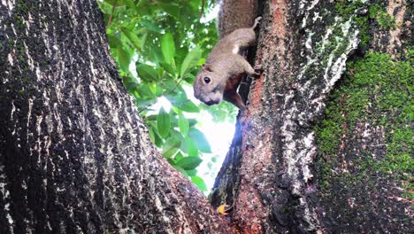 una ardilla curiosa arrastrándose entre la rama del árbol