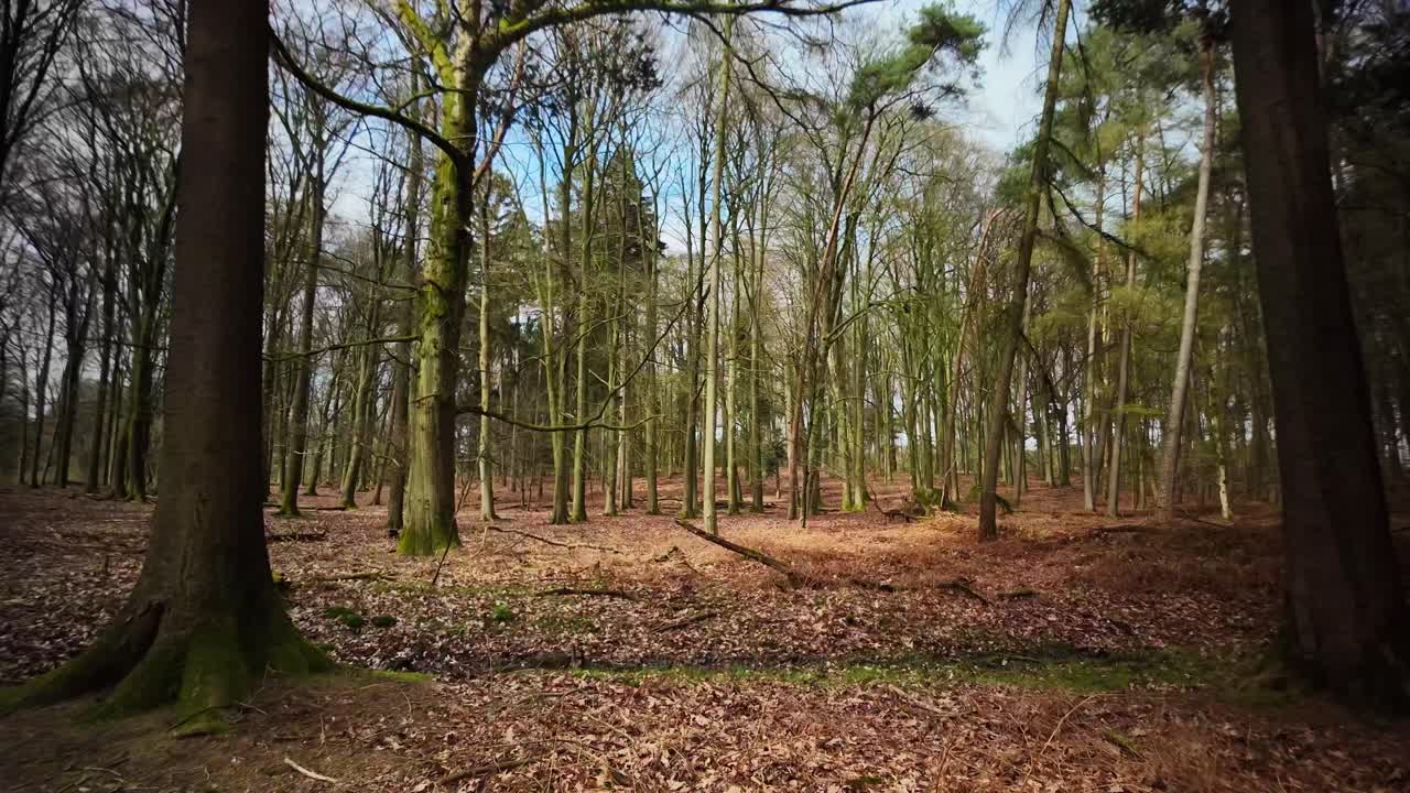 hermoso paisaje de otoño e invierno con árboles desnudos y hojas marrones en el suelo en veluwe