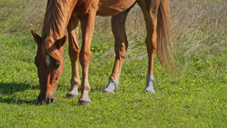 beautiful horses graze pinching grass