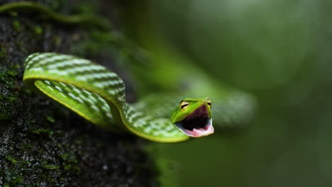 A-Common-green-Vine-Snake-opens-its-mouth-in-order-to-attack-as-its-on-a-tree-bark-covered-with-moss-in-the-Western-Ghats-of-India-,-its-a-arboreal-snake-feeding-on-reptiles-and-birds-mostly