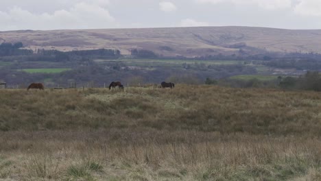 Un-Grupo-De-Caballos-En-Un-Campo-Agrícola-En-Lancashire,-Inglaterra