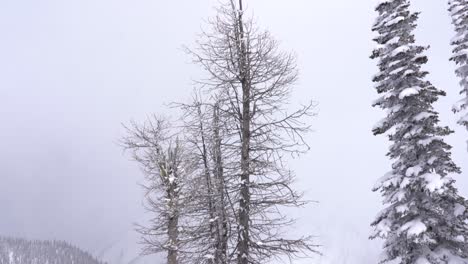 4k footage panning upwards of a tree in winter
