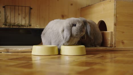 Chewing-bunnies,lunch-time,-closeup,-grey-and-brown,-UHD